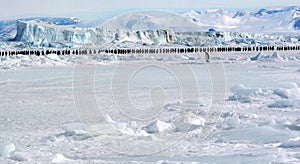 March of emperor penguins