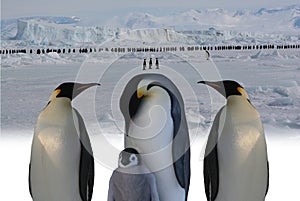March of emperor penguins