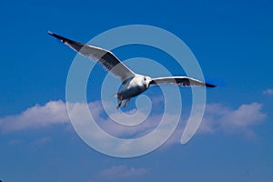 THE MARCH FLOATING IN THE SKY