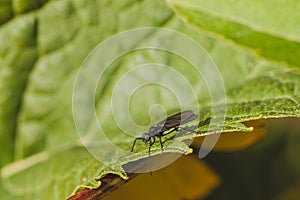 March Fly on Green Leaf