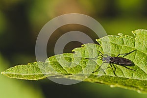 March Fly on Leaf