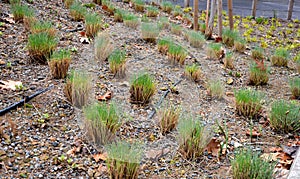 In March, gardeners cut ornamental grass in the park. some will begin to grow with new clumps of green leaves. They grow in flower