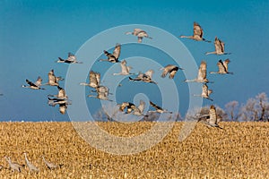 MARCH 7, 2017 - Grand Island, Nebraska -PLATTE RIVER, UNITED STATES Migratory Sandhill Cranes fly over cornfield at sunrise as par