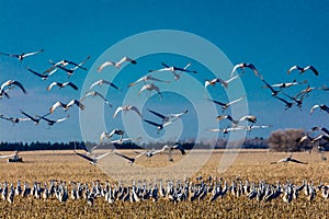 MARCH 7, 2017 - Grand Island, Nebraska -PLATTE RIVER, UNITED STATES Migratory Sandhill Cranes fly over cornfield at sunrise as par