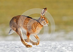 March hare