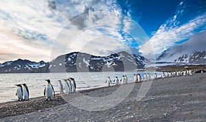 The march of the King Penguins