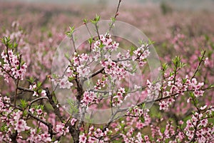 March peach blossom