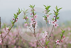 March peach blossom