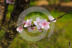 March peach blossom