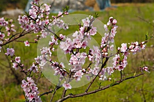 March peach blossom