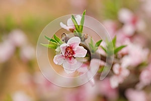 March peach blossom