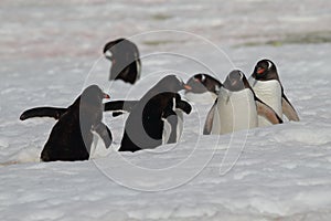 March of the penguins, Antarctica
