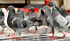 March of the pigeons