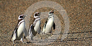 March Of Three Penguins