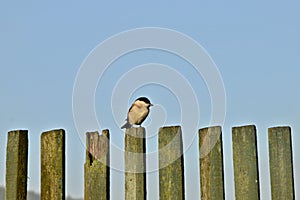The March Tit sitting on the old wooden picket fencing.