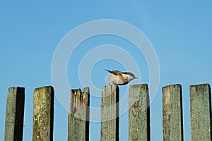 The March Tit sitting on the old wooden picket fencing.