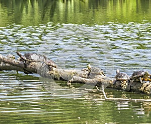 March of the turtles at El Dorado East Regional Park