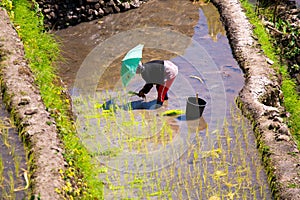 03 March 2015 Village Batad, Philippines. Farmer planting rice i