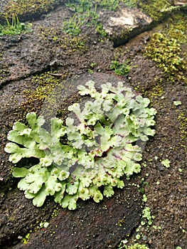 Marchantia polymorpha