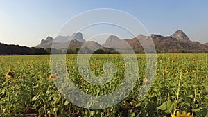 Marche - Italy, Serbia, Tuscany, Sunflower, Agricultural Field