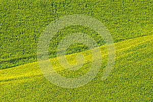 Marches (Italy) - Field of sunflowers