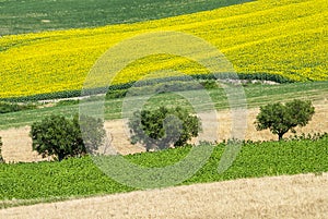 Marches (Italy), landscape