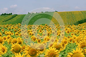Marches (Italy) - Landscape at summer