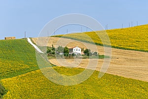 Marches (Italy) - Landscape at summer