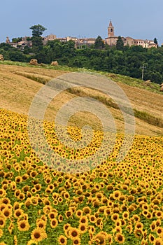 Marches (Italy) - Landscape at summer