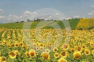 Marches (Italy) - Landscape with sunflowers