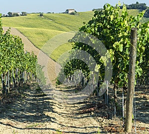 Marches (Italy): summer landscape