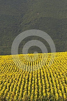 Marches, landscape at summer