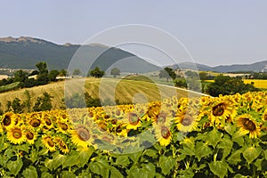 Marches, landscape at summer