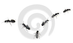 Marching Ants