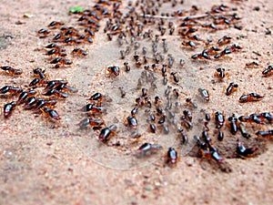 Marching ants