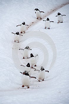 Marching Gentoo penguins returning to their nesting colony, Antarctica