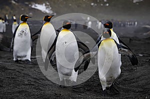 Marching King Penguins.