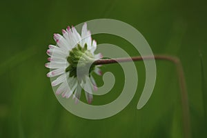 Marco, blooming daisy with a bent flowerstalk in the summer.