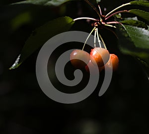 Marco of a bunch of cherries