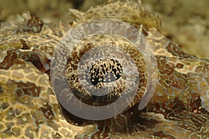 Marco Shoot of Crocodile Fish Eye, Mabul Island, Sabah