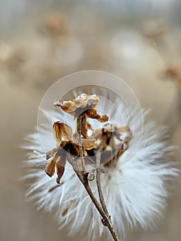 marco shot of faded thistle seeds on a stalk in a field