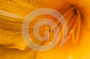 Marco shot of a orange lily stamen stigma and pollen pistils in bloom