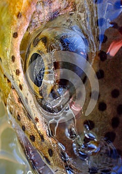 Marco shot of a wild rainbow trout