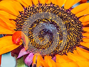 Marco Sunflower Florets