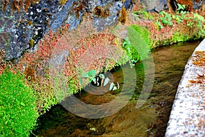 Marcos y Cordero, La Palma, Canary Islands