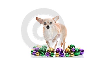 Mardi Gras Chihuahua