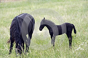 Mare with black colt
