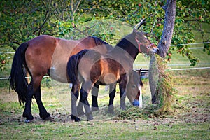 Mare and colt