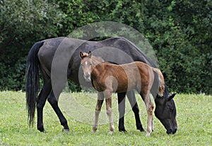 Mare and colt photo