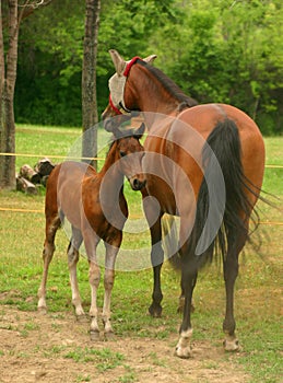 Mare and Colt